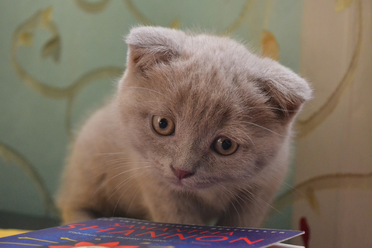 The Affectionate Traits of the Scottish Fold